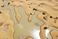 Quali rischi per l’ecosistema del Sahara dopo le alluvioni in Marocco?